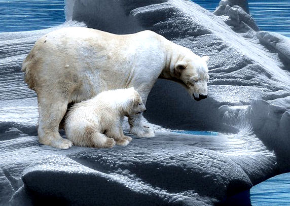 Eisbär - Klimawandel - Faktum Magazin