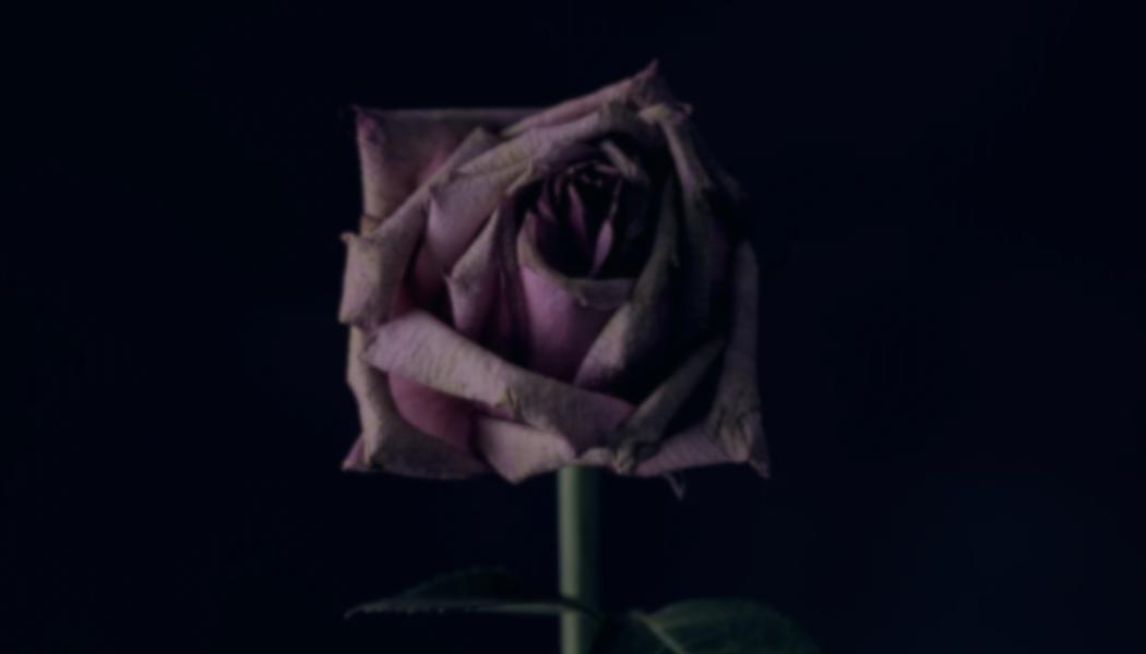 Dunkel gehaltene Rose.